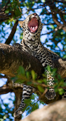 Leopard is lying on a tree. National Park. Kenya. Tanzania. Maasai Mara. Serengeti. An excellent illustration.