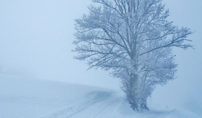 Winterlandschaft mit Bäumen