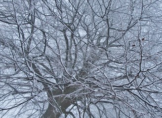 Winterliche Baumkrone