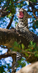 Leopard is lying on a tree. National Park. Kenya. Tanzania. Maasai Mara. Serengeti. An excellent illustration.