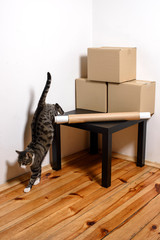Fototapeta premium Moving day - cat and cardboard boxes in room