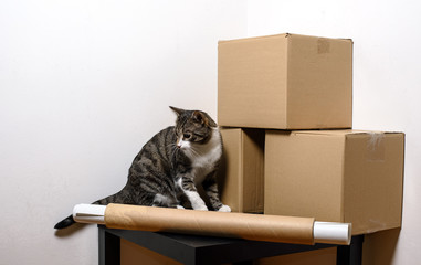 Moving day - cat and cardboard boxes in room