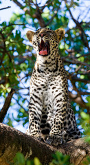 Leopard standing on the tree. National Park. Kenya. Tanzania. Maasai Mara. Serengeti. An excellent illustration.