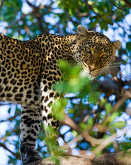 Leopard standing on the tree. National Park. Kenya. Tanzania. Maasai Mara. Serengeti. An excellent illustration.