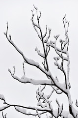 Tree branches after heavy snowfall