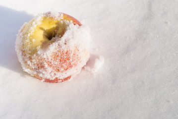apple on snow
