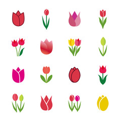 Search photos tulips