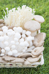 variety of fresh mushrooms in a basket on the grass