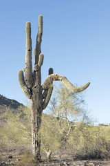 Saguaros cactus
