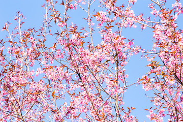 Pink sakura, Cherry blossom in Thailand.