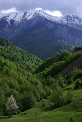 Fototapeta na wymiar Georgia mountains in summer time