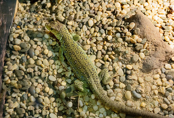 Жемчужная украшенная ящерица