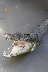 crocodile with open mouth