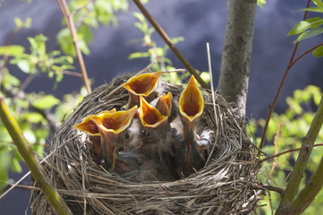 Little children Birds 5