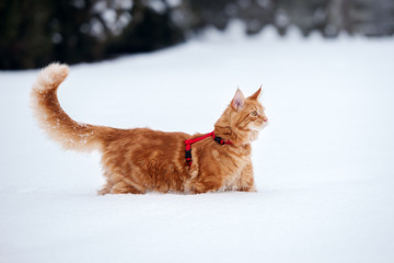 maine coon cat outdoors in winter