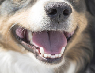 muzzle of dog breed Australian Shepherd