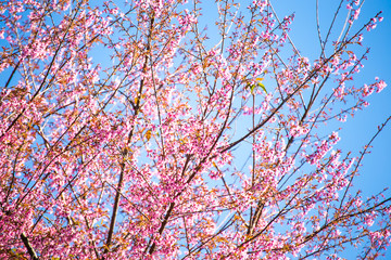 Pink sakura, Cherry blossom in Thailand.
