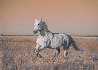 Fototapeta na wymiar Gray horse run forward on the field in the evening