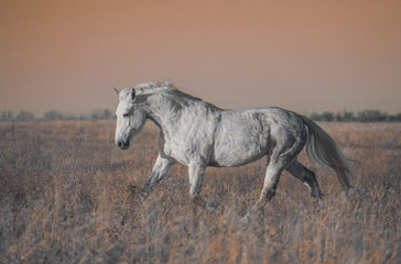 Obraz na płótnie Canvas Gray horse run forward on the field in the evening