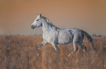 Obraz na płótnie Canvas Gray horse run