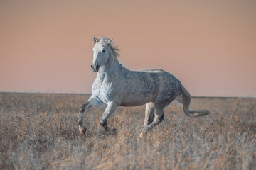 Gray horse run