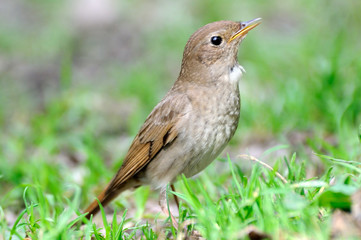Thrush Nightingale in grass