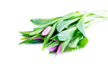 Bunch of Purple Tulips/ A bunch of purple, lilac, tulips with green leaves on white, isolated background