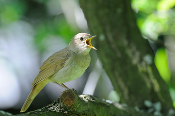 Close view of singing nightingale - 100732795
