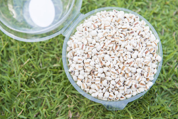 seeds of job's tears in plastic box on the grass