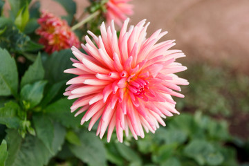 Pink flower on a green plant