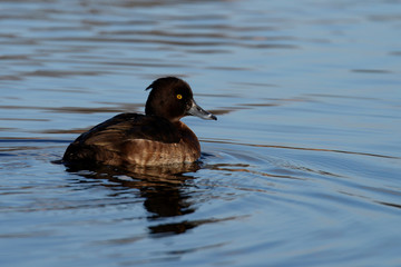 Tufted Duck, Aythya fuligula