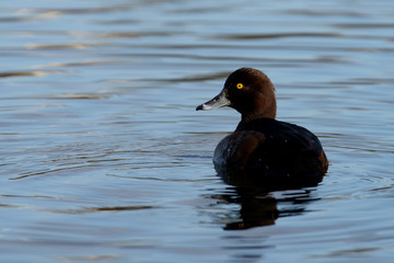 Tufted Duck, Aythya fuligula
