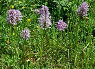 Orchis in the Necropoli di Pantalica, eastern Sicily, Italy