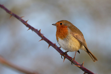 Robin, Erithacus rubecula