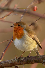 Robin, Erithacus rubecula