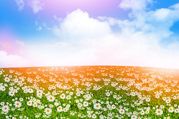 Wildflowers daisies. Summer landscape.