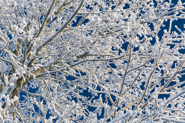 branch of a tree in frost