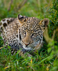 Fototapeta na wymiar Leopard hiding in the grass. Close-up. National Park. Kenya. Tanzania. Maasai Mara. Serengeti. An excellent illustration.