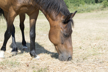 Naklejka na ściany i meble brown horse is grazing in pasture