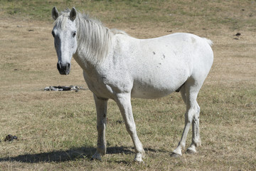 Obraz na płótnie Canvas white horse in meadow