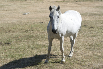 Obraz premium white horse in meadow