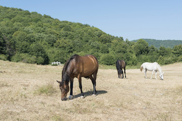 herd horses in nature