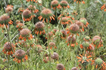 Cone flowers