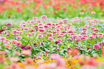 Obraz premium Zinnia scarlet.
