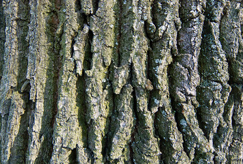 Oak bark. Background