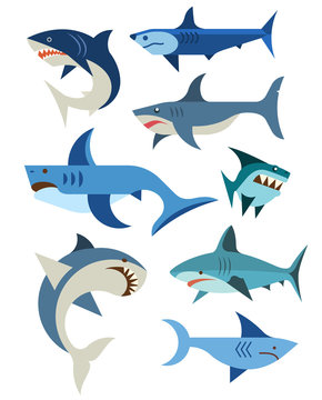 Vector set of sharks. 