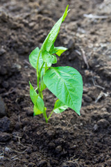 Young plants of paprika seedlings