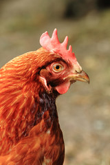 young red chicken