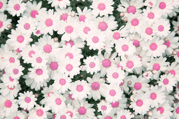 Lovely blossom pink color daisy flowers background. Beautiful view from above on blossom pink color daisy flowers garden.