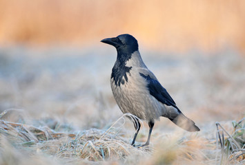Hooded crow